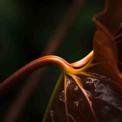 Idees repas facile amis