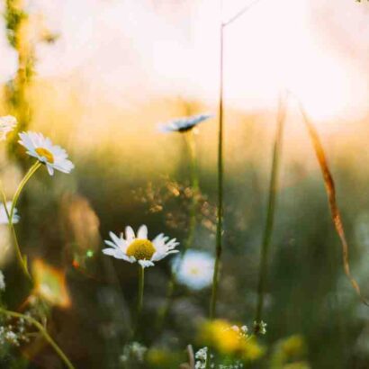 Idées recettes faciles printemps