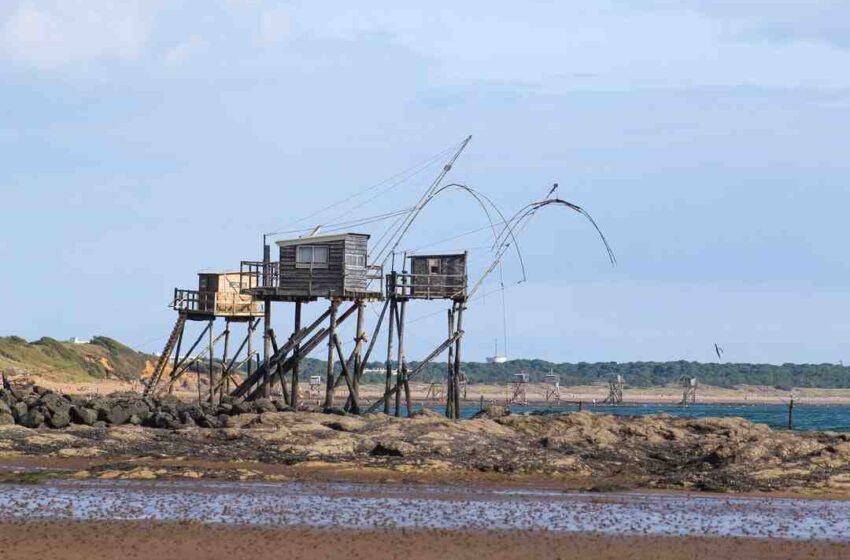 Gagnant top chef tatoué