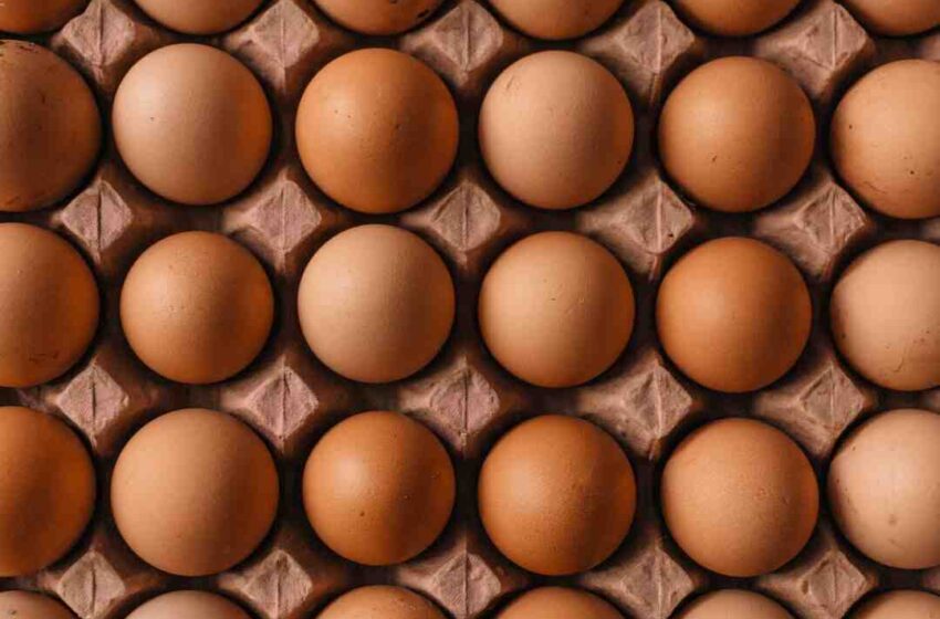 Puis-je manger des œufs après la date ?