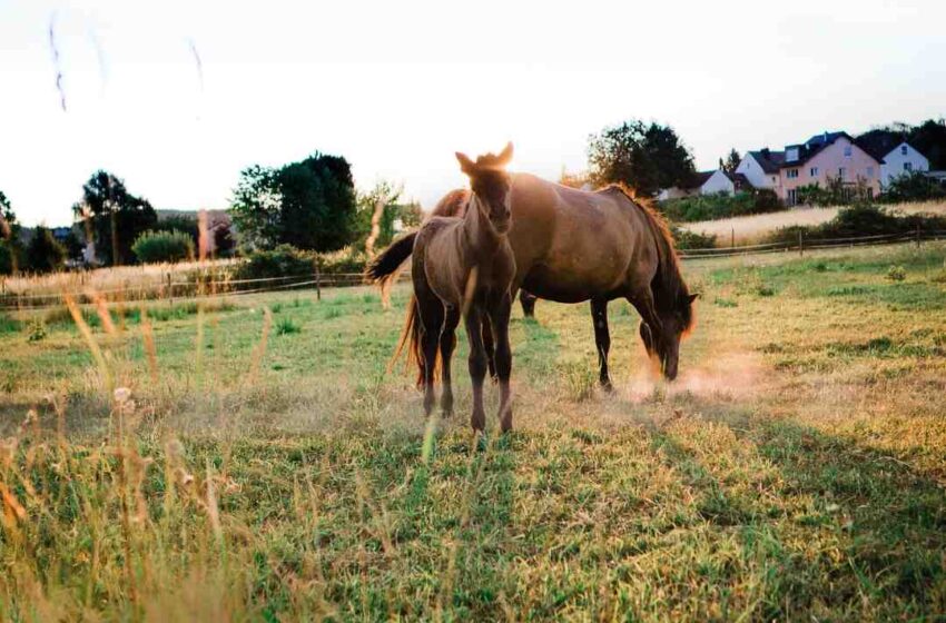 Comment choisir un bon foie gras cru ?