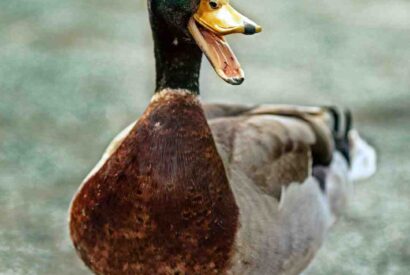 Thumbnail for Comment choisir un foie gras de canard cru ?