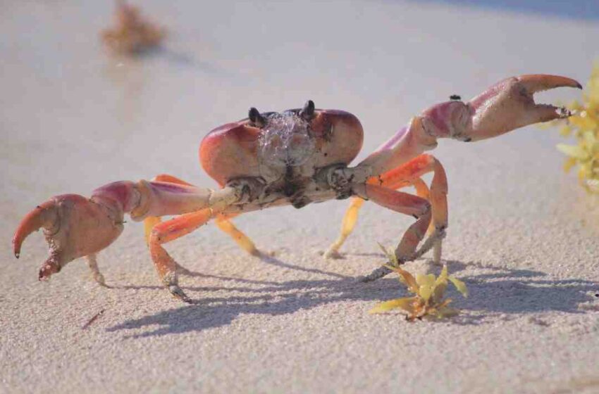 Comment manger du crabe en boite ?