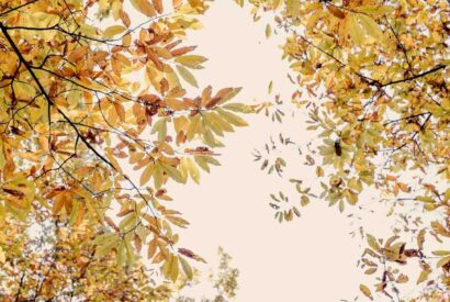 Thumbnail for Qu&rsquo;est-ce qu&rsquo;on mange en automne ?
