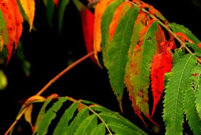 Thumbnail for C&rsquo;est quoi l épice Sumac ?