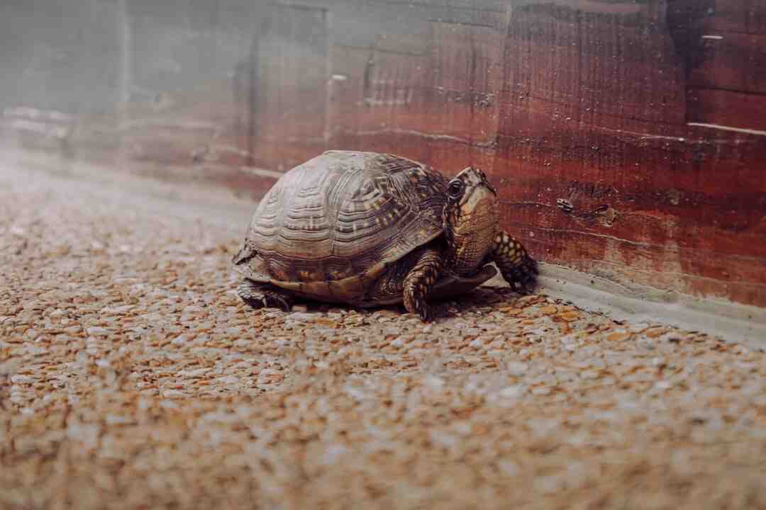 Comment faire pour perdre 5 kilos rapidement ?