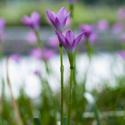 Comment faire un gâteau de Pâques ?