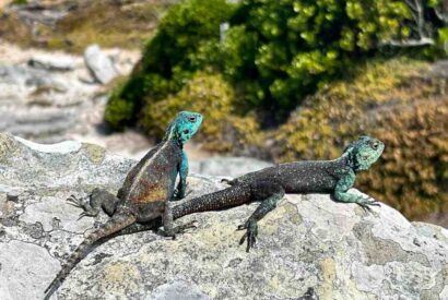 Thumbnail for Comment savoir si l&rsquo;huile de friture est toujours bonne ?