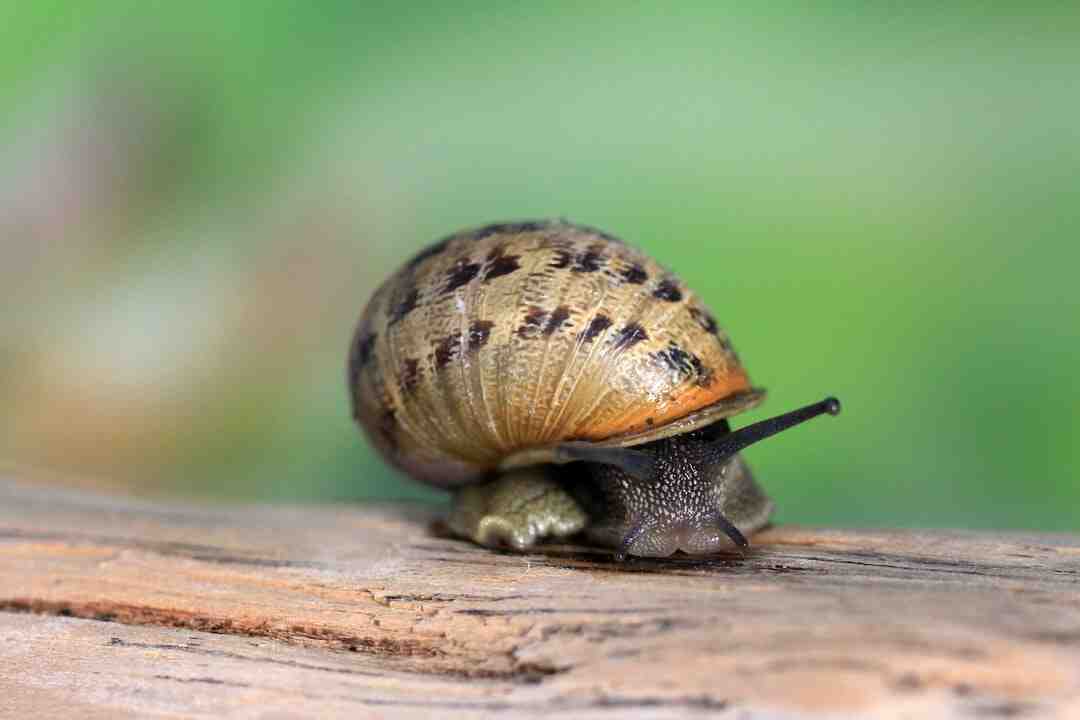 Est-ce que le fait de manger vite fait grossir ?