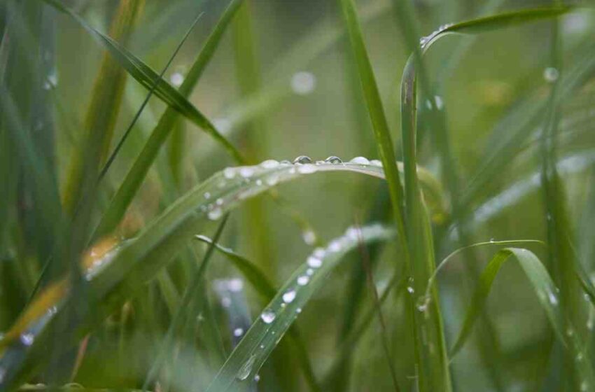 Est-ce que le foie gras est halal ?