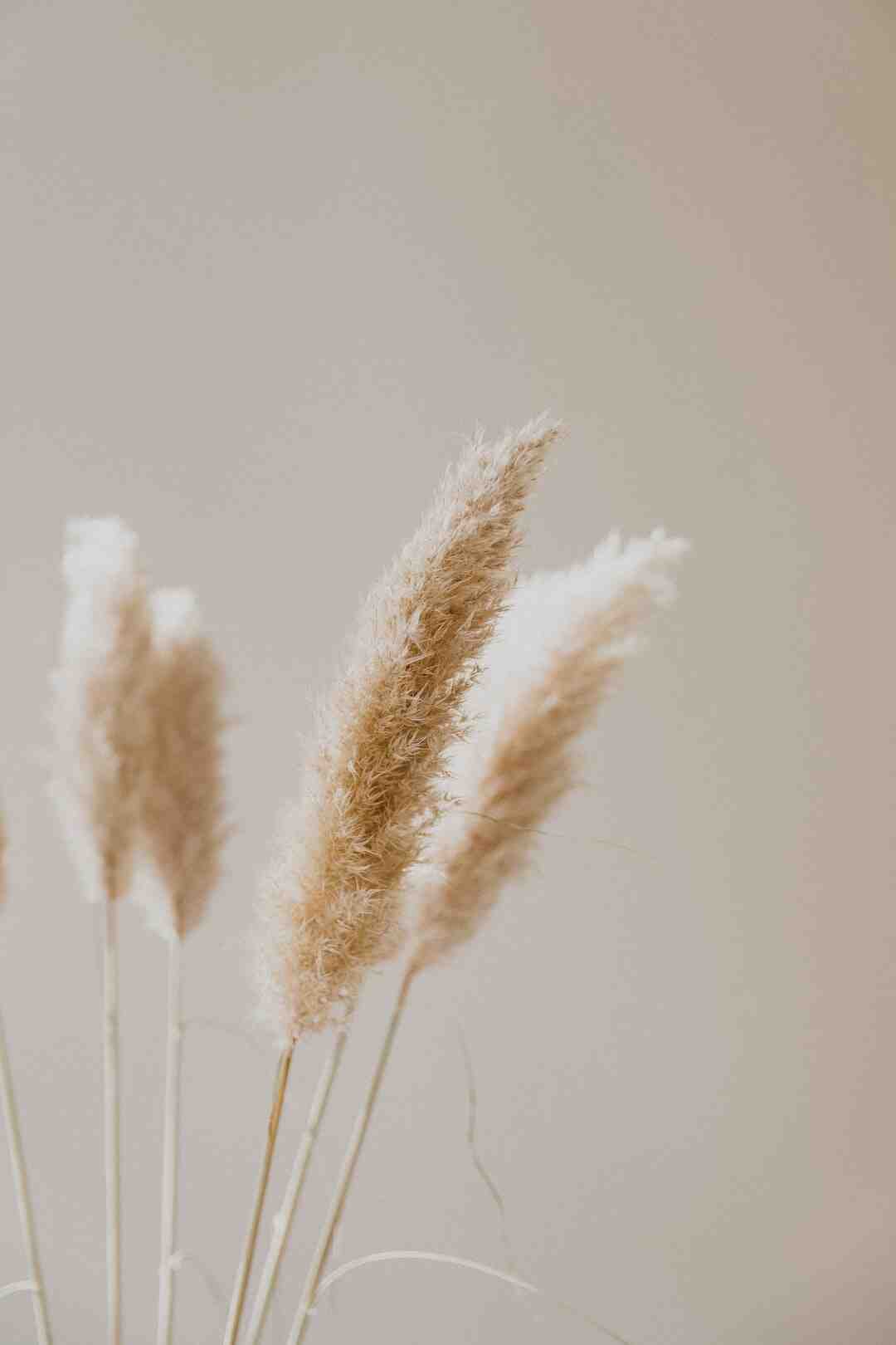 Est-ce que l'huile de tournesol et de l'huile neutre ?