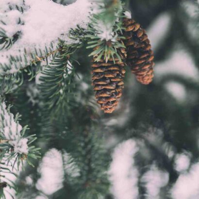 Menu semaine hiver