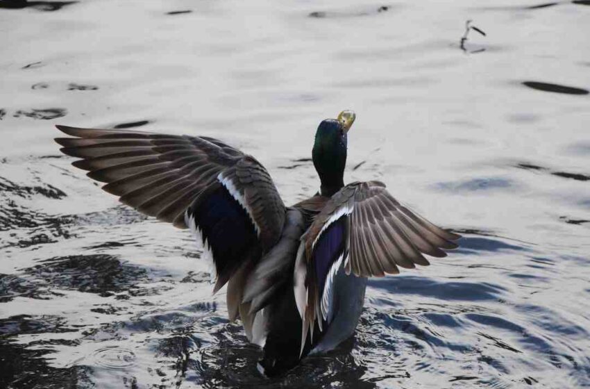 Ou acheter un magret de canard