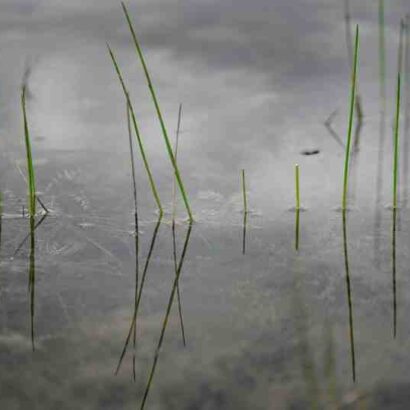 Ou trouver du foie gras