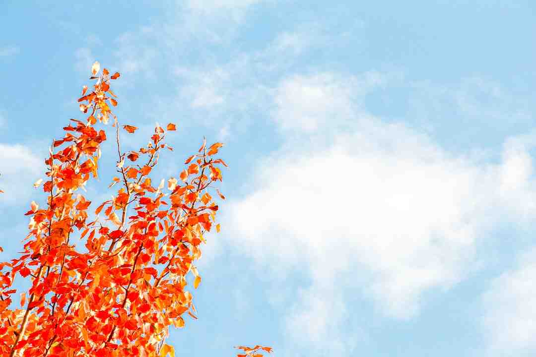 Où trouver le garam masala ?