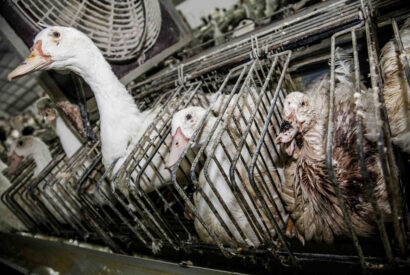 Thumbnail for Quel est le meilleur foie gras d&rsquo;oie ou de canard ?
