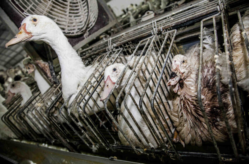Quel est le meilleur foie gras d'oie ou de canard ?