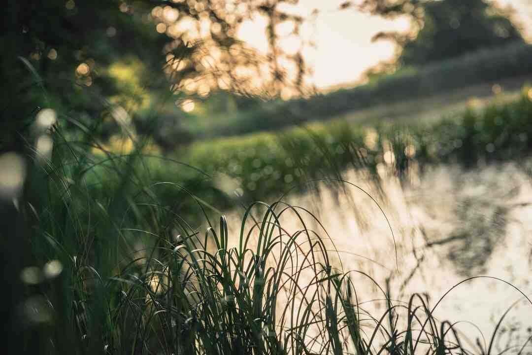 Quelle race de canard choisir ?