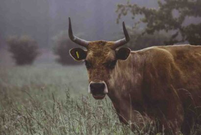 Thumbnail for Bovine viande