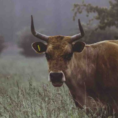 Bovine viande