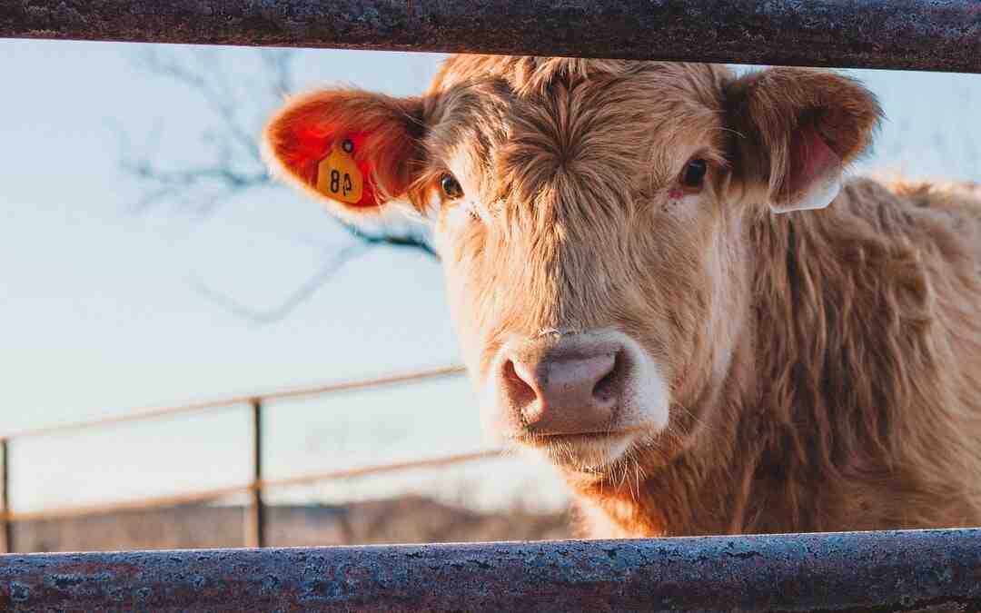 Comment choisir le bon morceau de bœuf ?