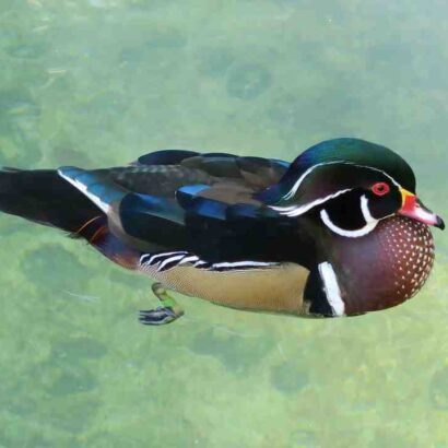 Comment consommer le magret de canard ?