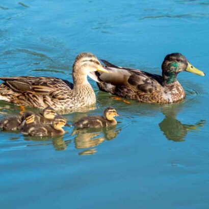 Comment manger un filet de canard ?