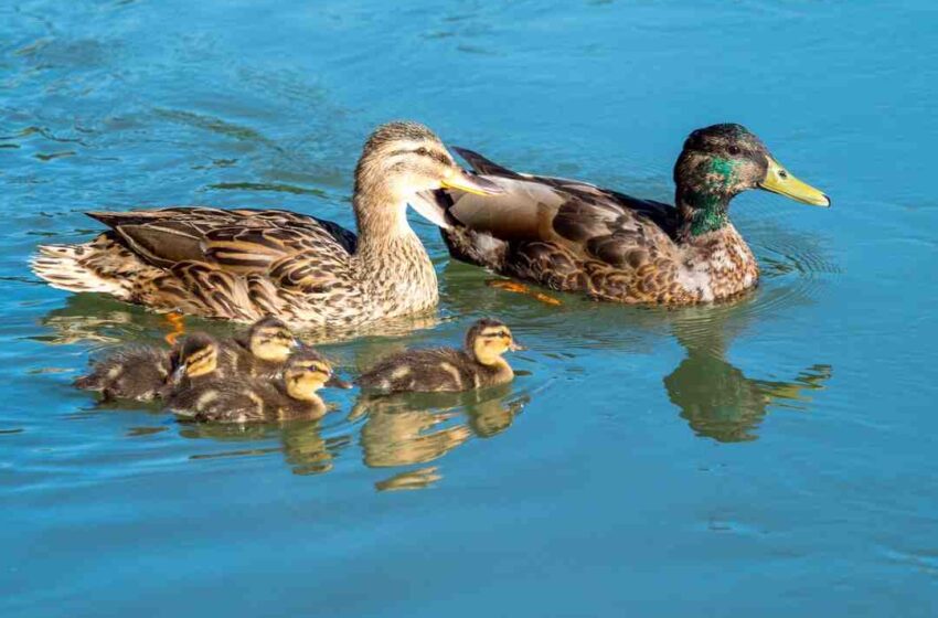 Comment manger un filet de canard ?