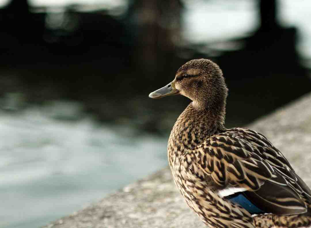 Comment réchauffer des aiguillettes de canard ?
