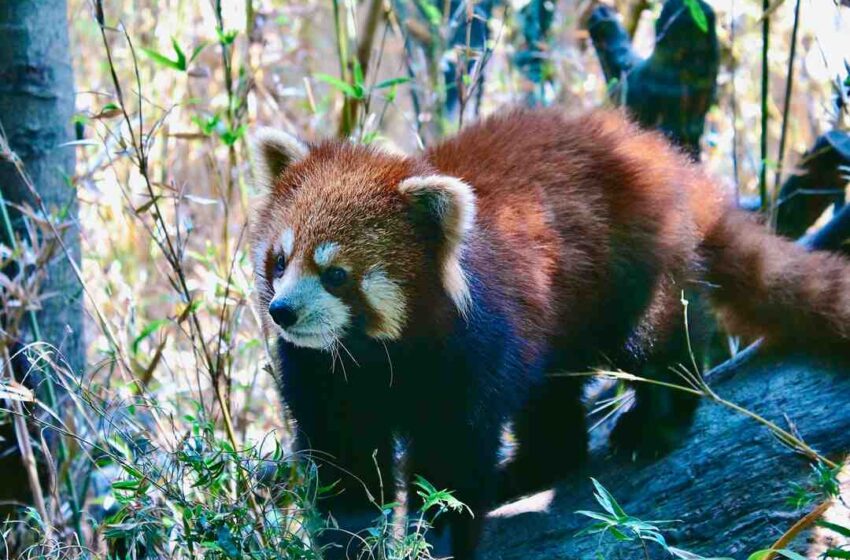 Comment refaire sa cuisine à moindre coût ?