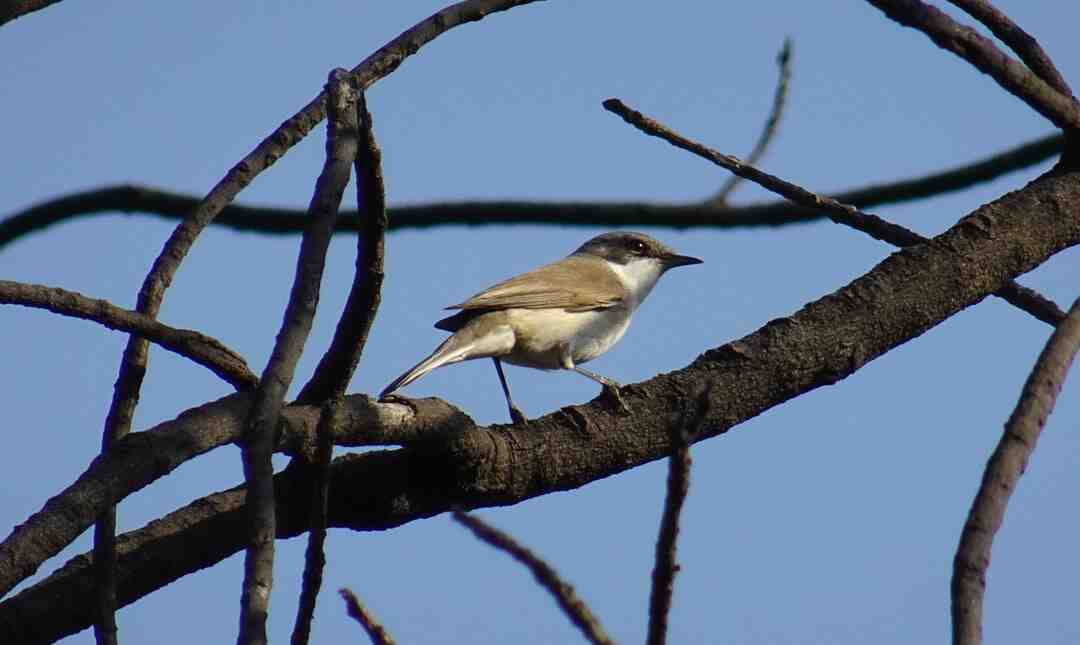 Comment renover les façades de cuisine ?