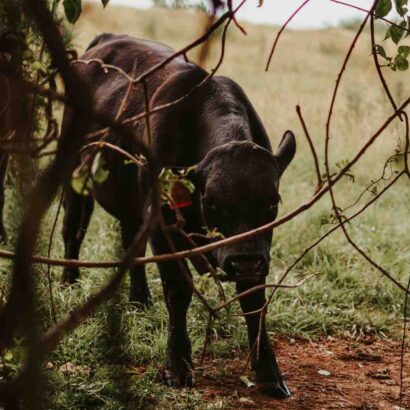 Est-ce que la vache c'est du porc ?