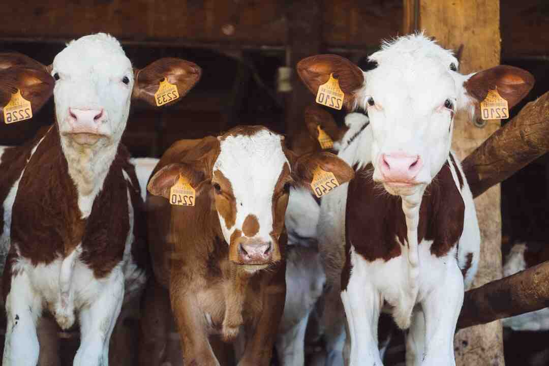 Est-ce que les vaches s'ennuient ?