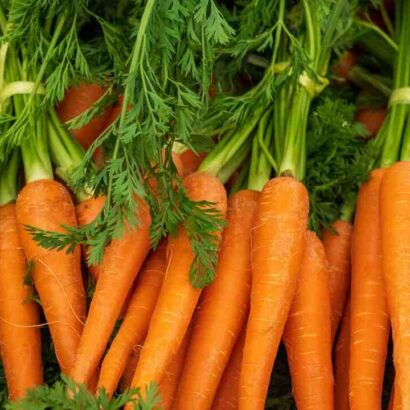 Est-il bon de boire du jus de carotte ?