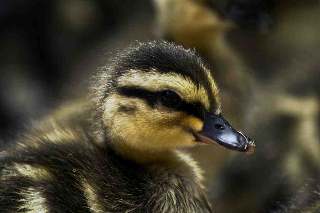 Où se trouve le magret de canard ?