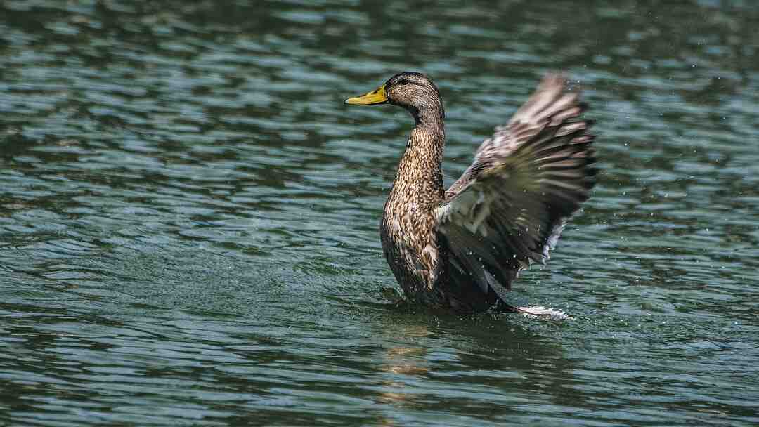 Pourquoi on dit magret de canard ?