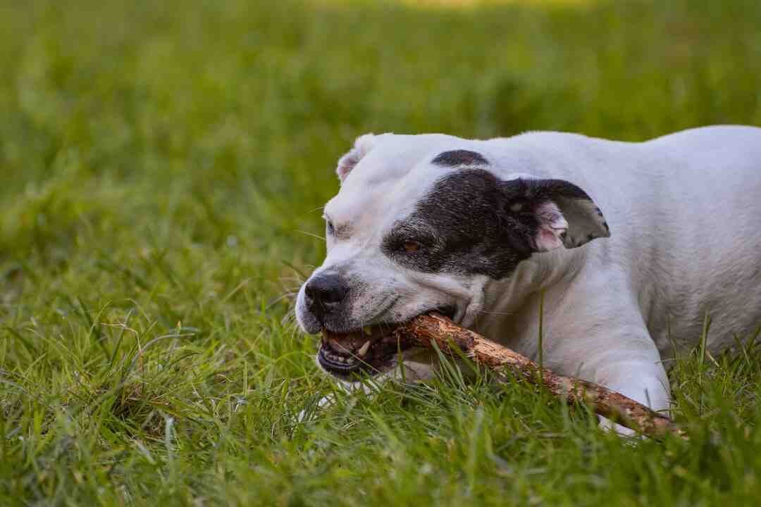 Quel animal produit le foie gras ?