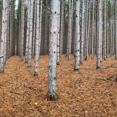 Quel arbre fait du sirop d'érable ?