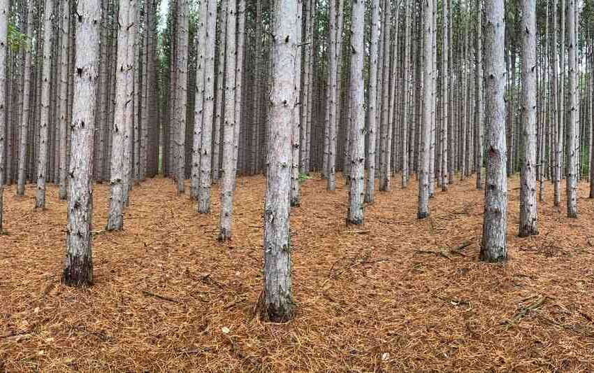 Quel arbre fait du sirop d'érable ?