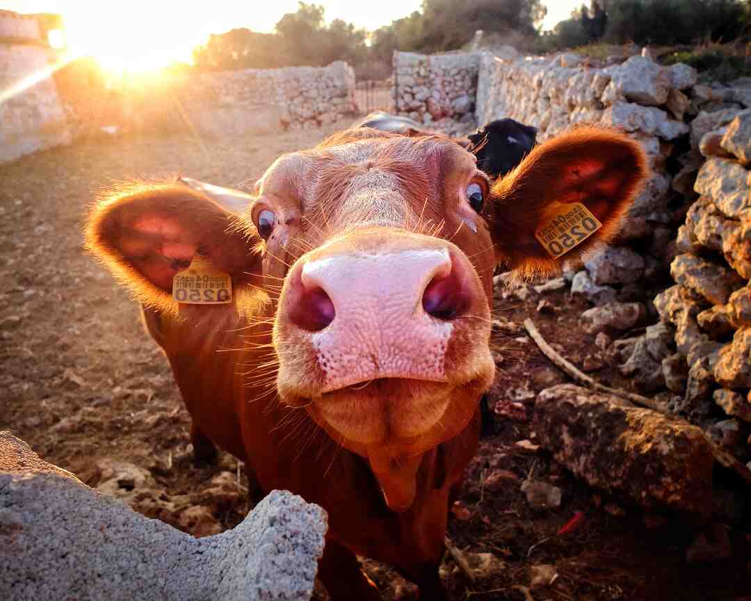 Quel est le nom scientifique du bœuf ?