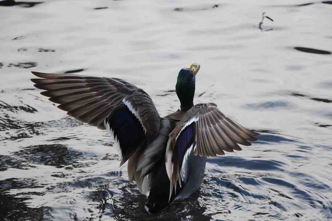 Quel est le prix d'un canard colvert ?