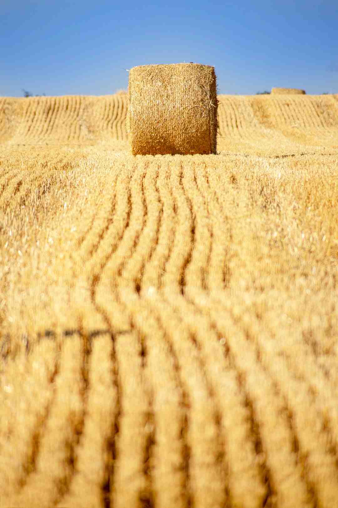 Quel est le régime qui marche le mieux ?