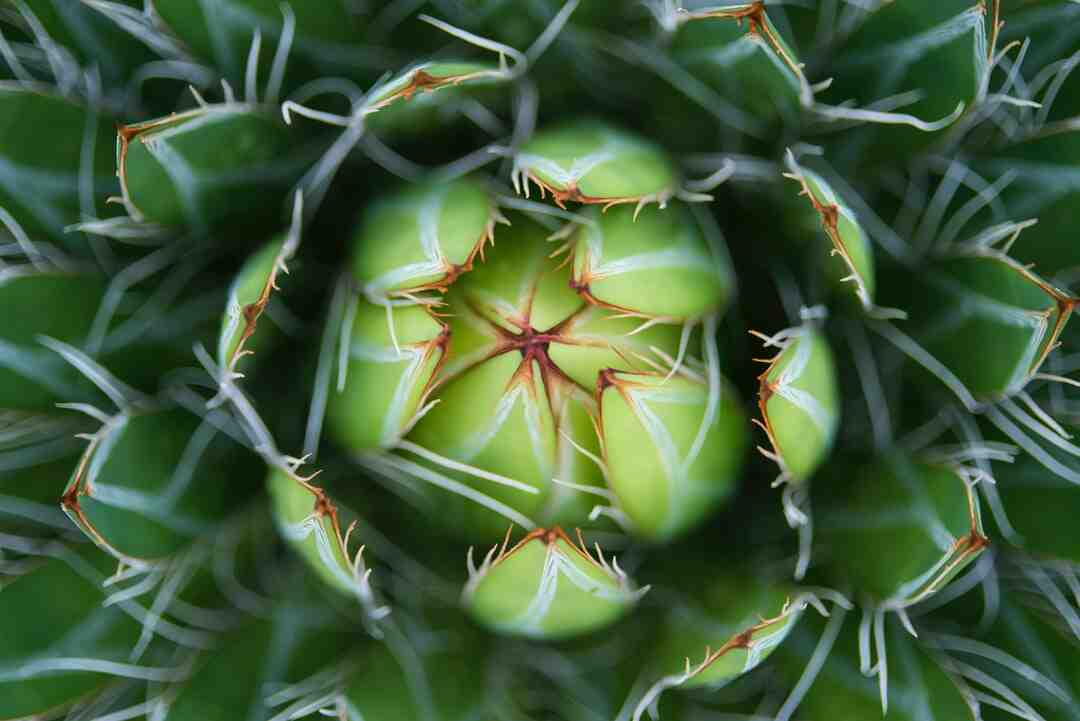 Quel est l'intérêt du sirop d'agave ?