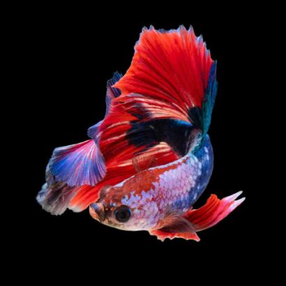 Quel poisson manger à Pâques ?