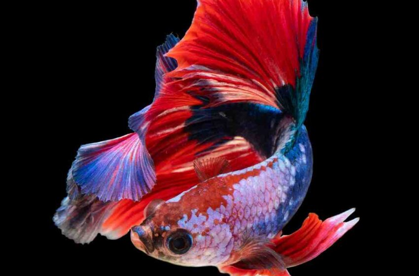 Quel poisson manger à Pâques ?