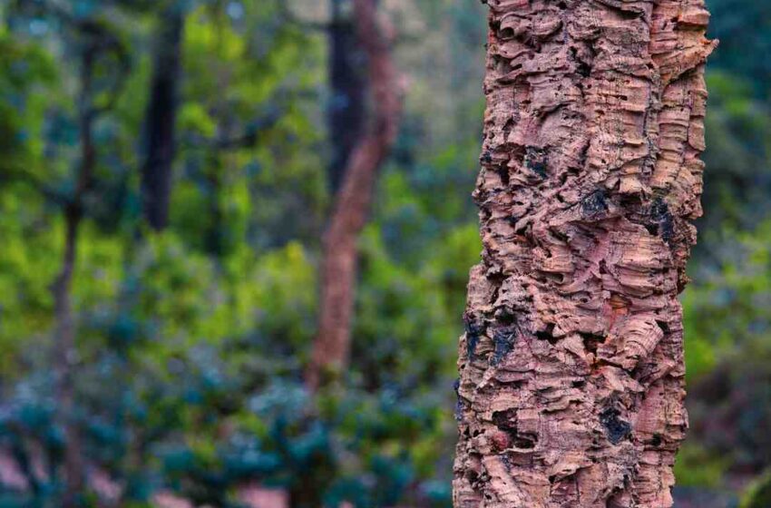 Quel taille de bouchon pour le vin ?