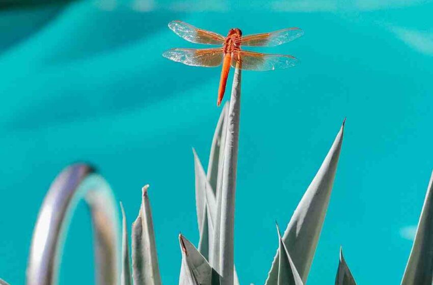 Quelle est la différence entre le sirop d'agave et le sirop d'érable ?