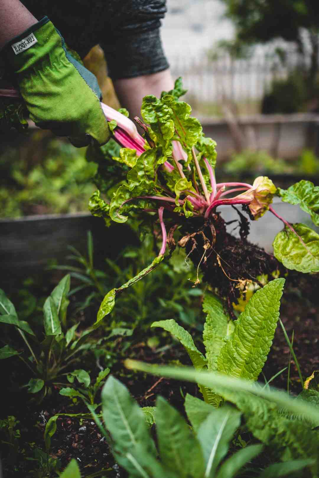 Quelle est la différence entre le sirop d'agave et le sirop d'érable ?