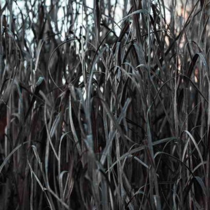 Quelle est la différence entre un foie gras cuit et Mi-cuit ?