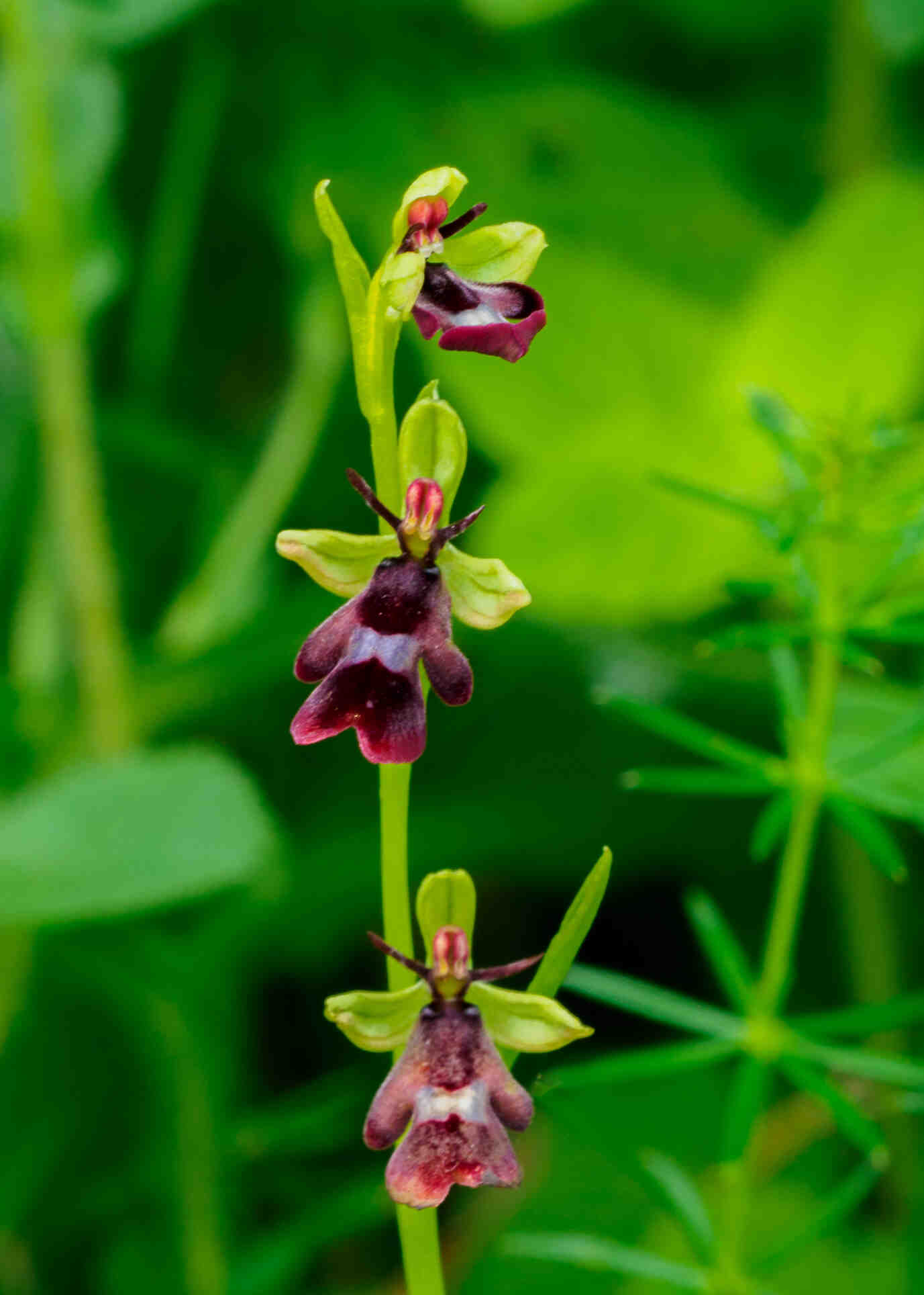 Quelle est la meilleure épice ?